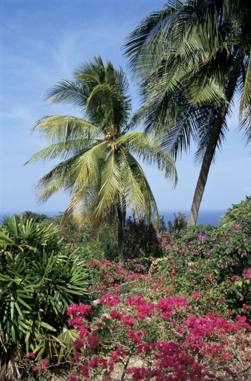 Barbados palm trees