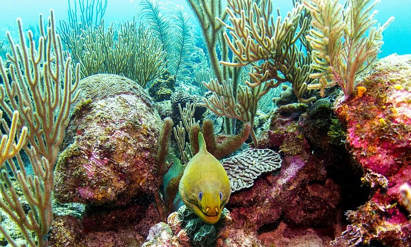 Coral reef Belize