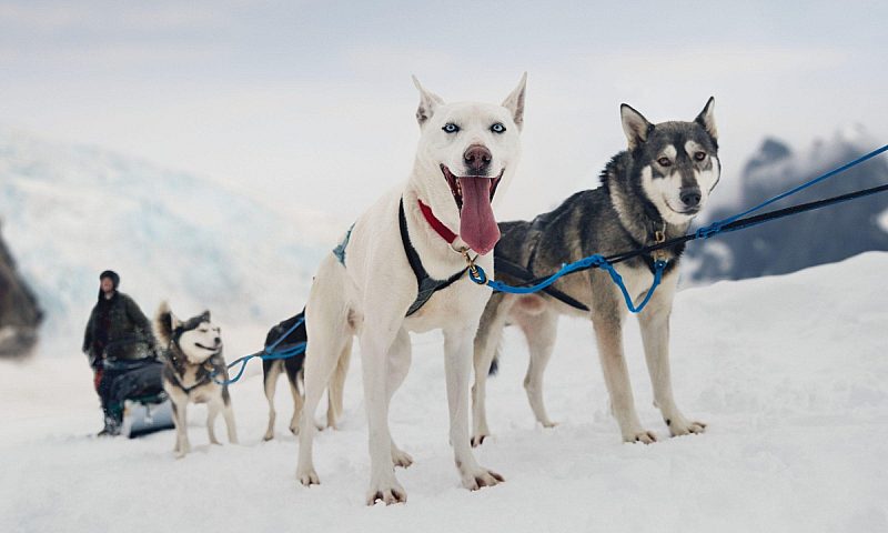Dog sledding