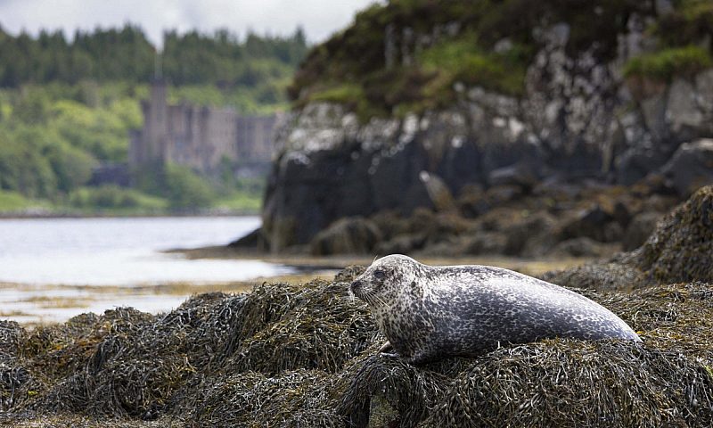 Harbour Seal Hebrides