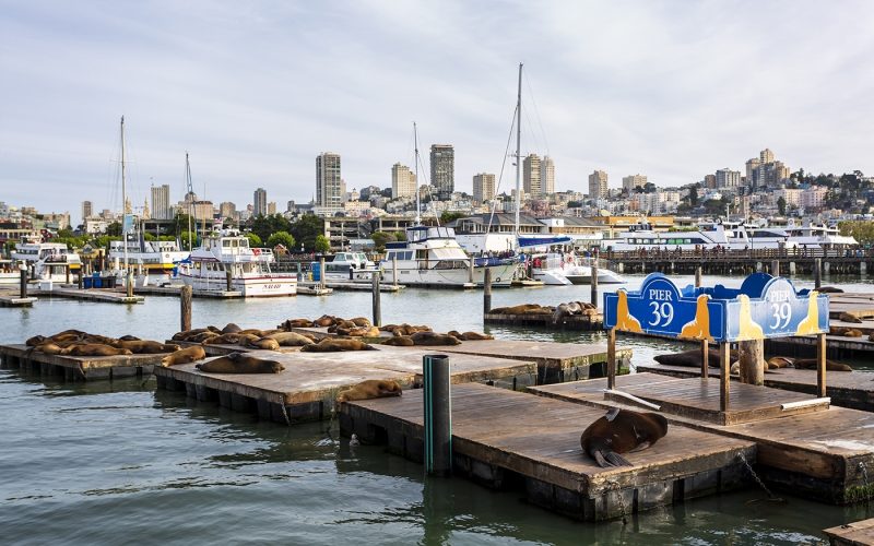 Sea Lions on Pier 39 in Fishermans Wharf