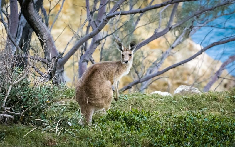 Kangaroo on grass