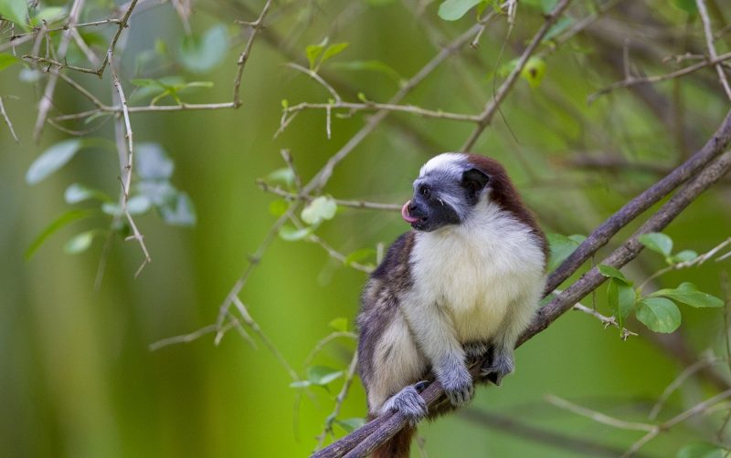 Geoffroy’s Tamarin in branches