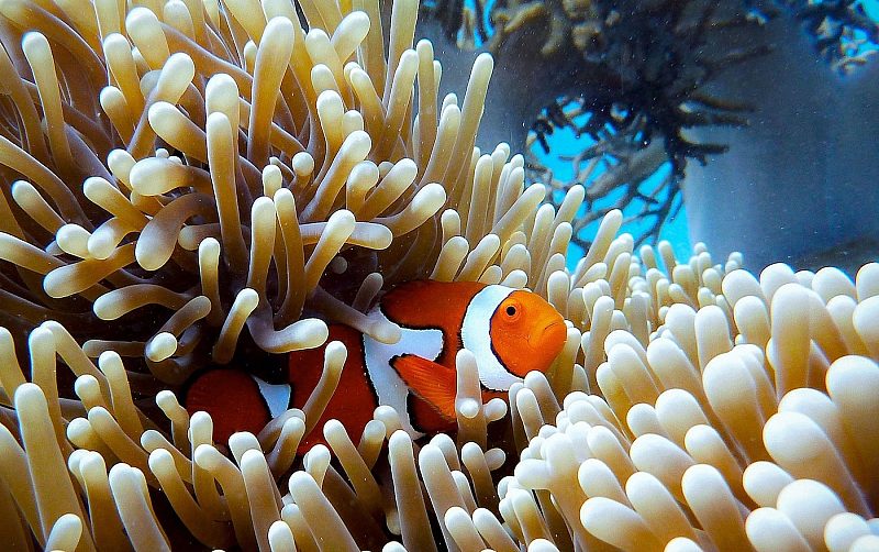 Tropical fish in the Great Barrier Reef, Australia