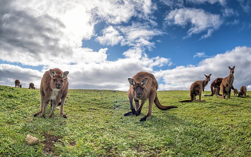 Kangaroos on Kangaroo Island, Australia