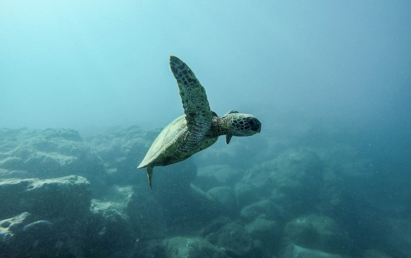 Baby Turtle at Sea