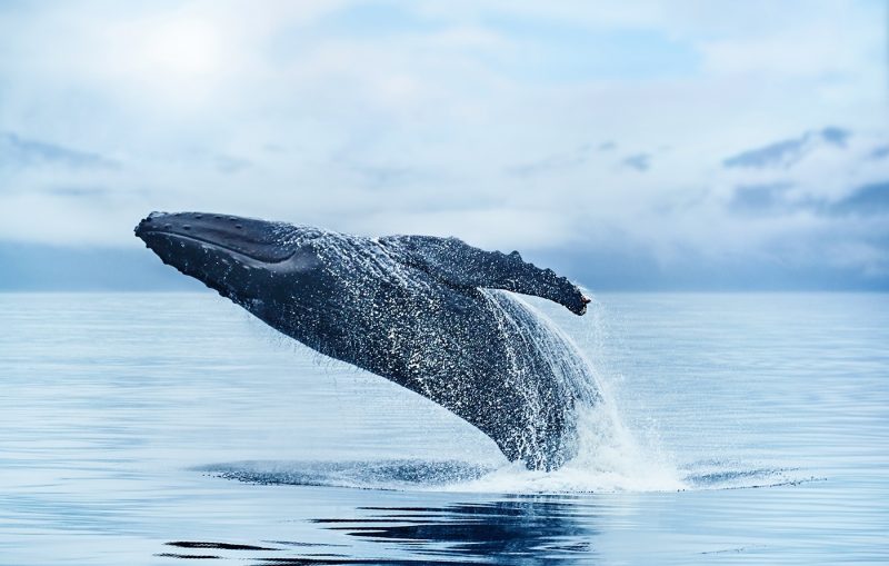 Whale breaching in Alaska