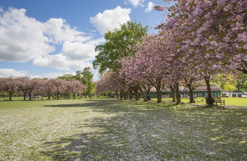 Cherry Blossom in The Meadows, Edinburgh