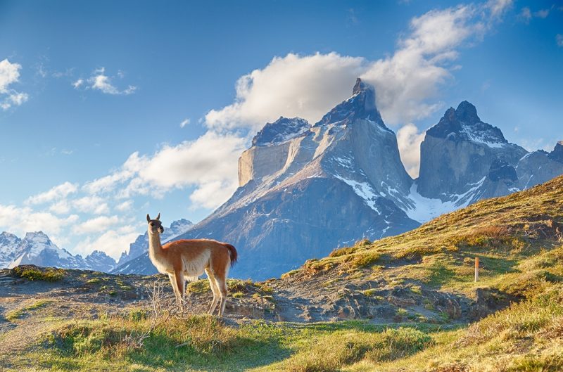 Guanaco in Torres del Paine