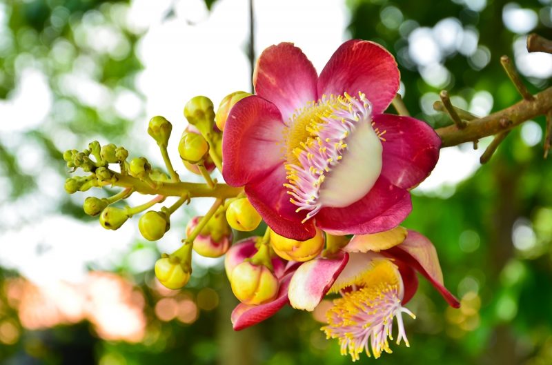 Flowers in Ko Samui