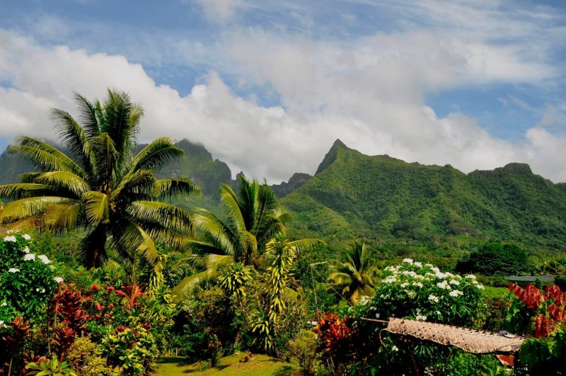 Lush vegetation and palm trees in Raiatea in French Polynesia