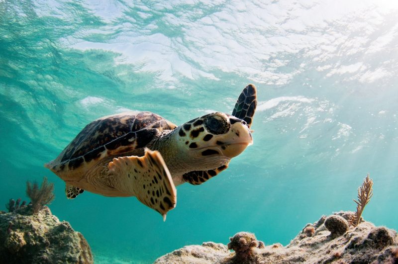 Sea turtle in St Lucia