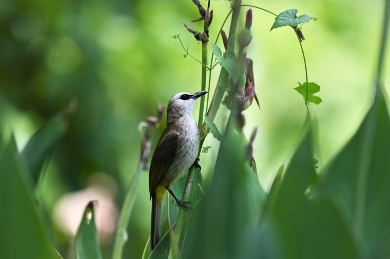 Yellow-vented Bulbul in Singapore Botanic Gardens