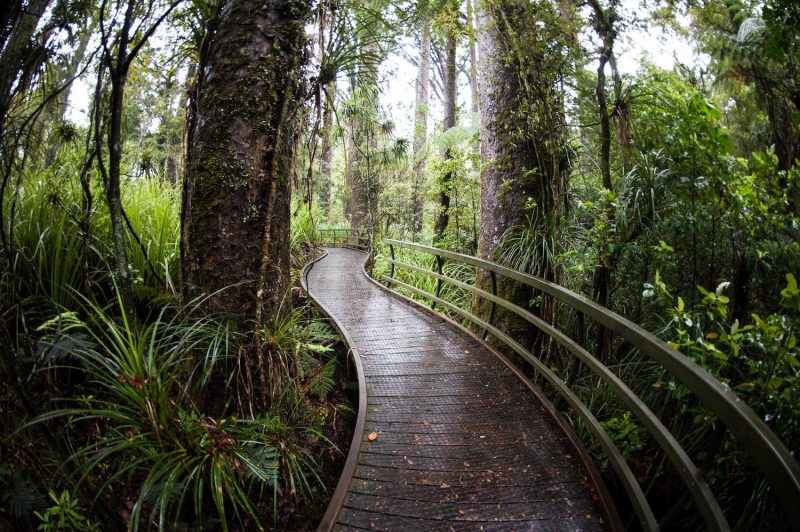 New Zealand walkway in forest