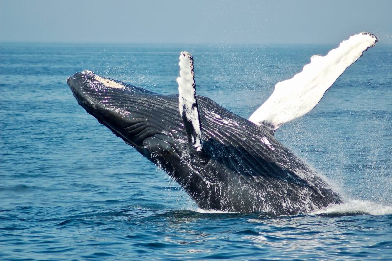 Whale breaching in water