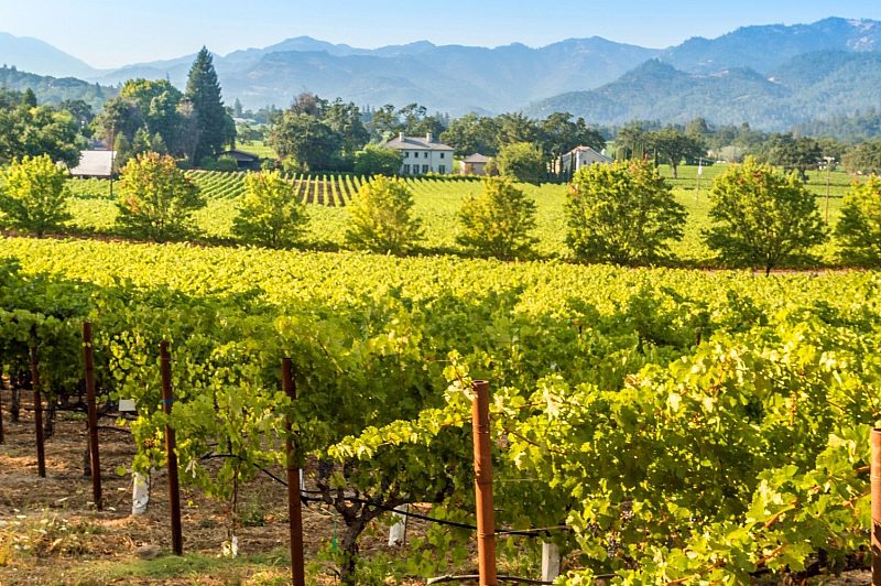 Napa Valley vineyards in California, US