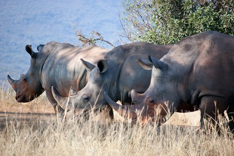 Rhinos in South Africa