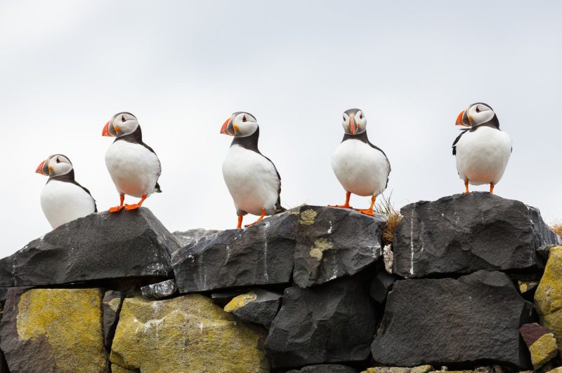 Puffins in Iceland