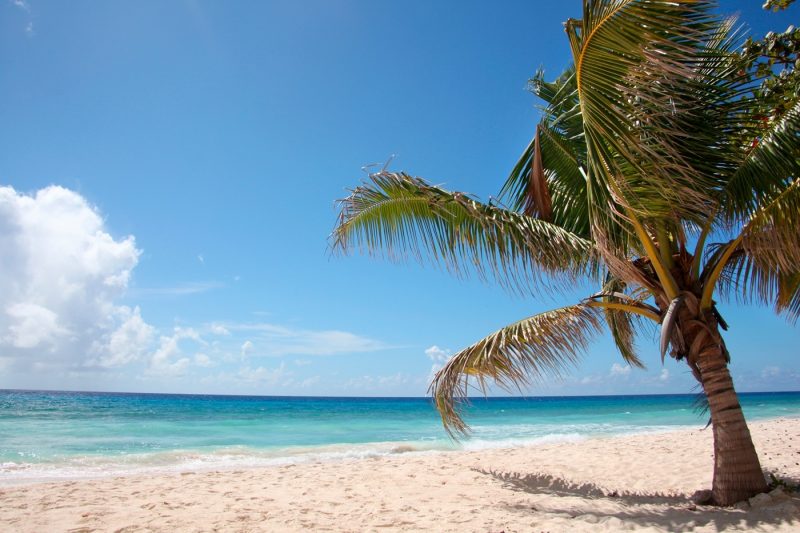 A palm tree and white sand in Falmouth Jamaica