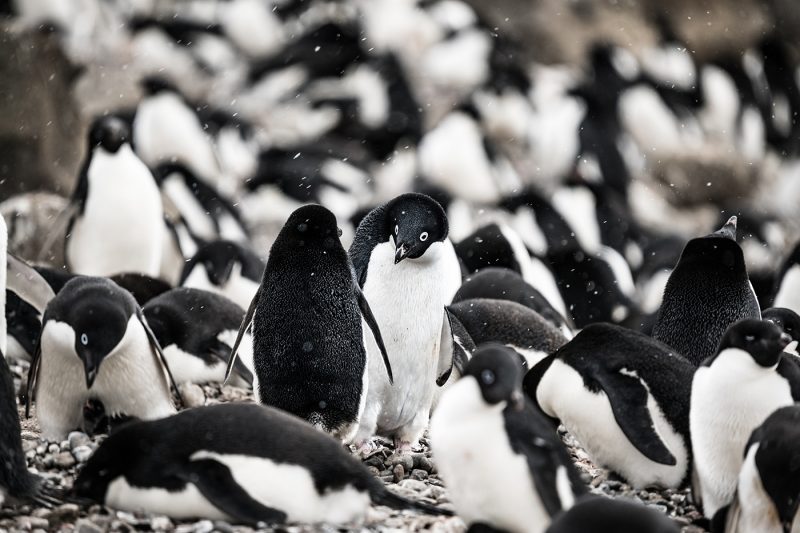A group of Adélie Penguins