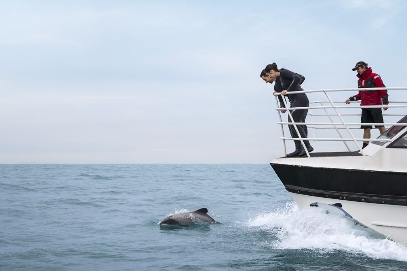 Spot wildlife of Akaora harbour