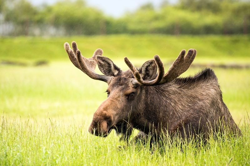 Alaskan Moose