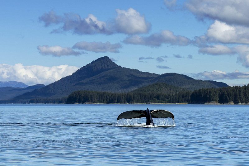 Whale in Alaska, USA