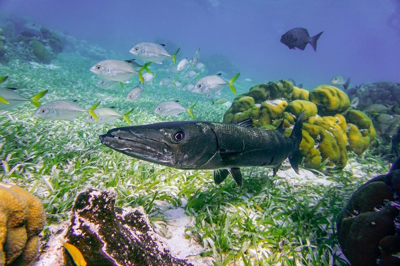 Fish in reef in Belize