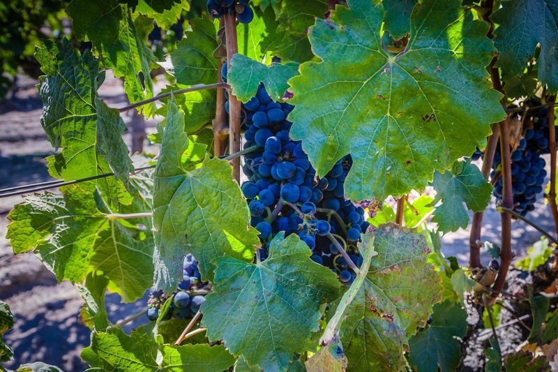 Wine grapes in Chile