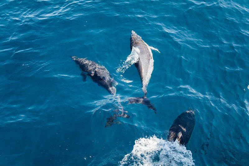 Spot Bottlenose Dolphins off the coast of Sardinia