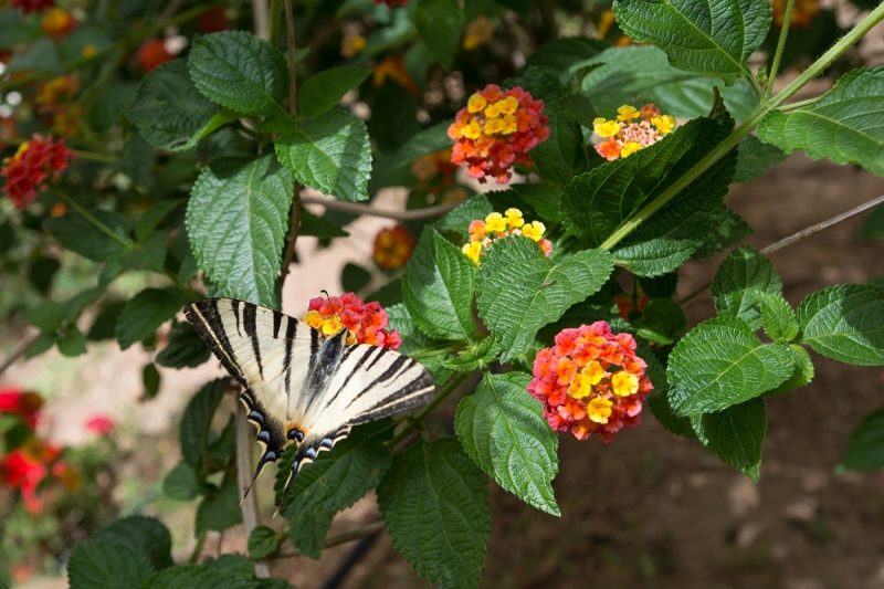 Butterly in the Botanical Park amongst purple flowers