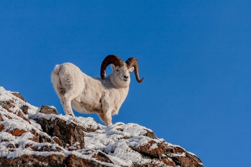 Dall Sheep in Alaska