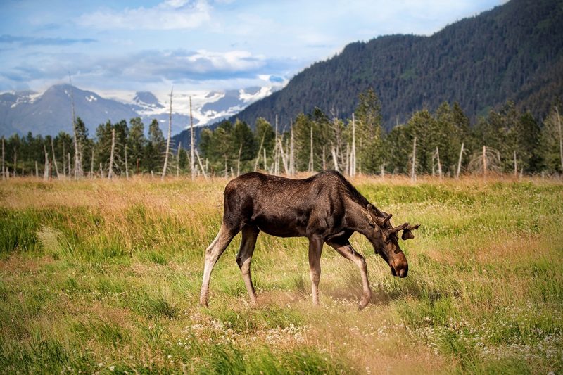 Moose in Denali National Park