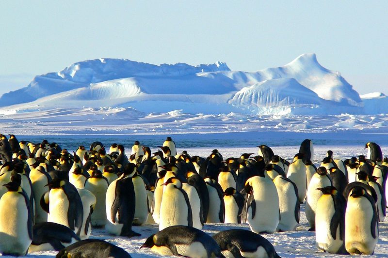 A crowd of emperor penguins