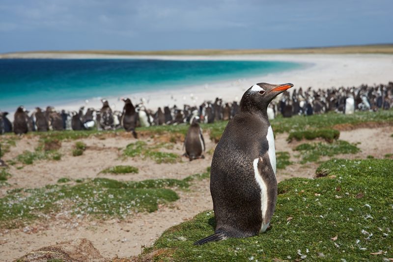 Gentoo Penguin On Bleaker Island In The Falkland Islands