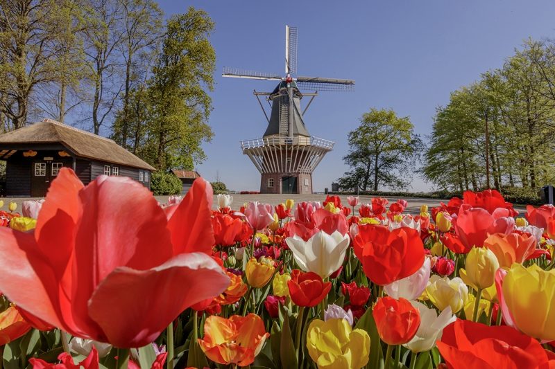 Red, yellow and white flowers in a field with a windmill