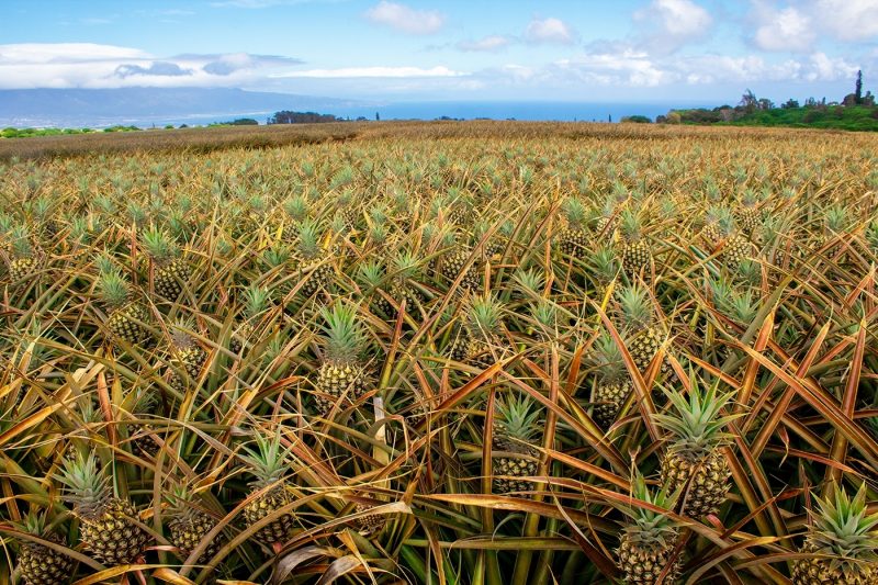 Pineapple field in Hawaii