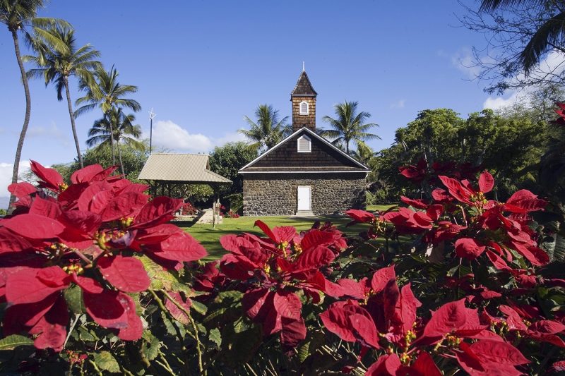 Hawaii Poinsettia flowers