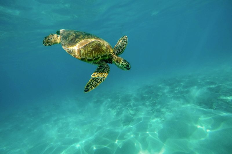 Turtle in the sea in Hawaii