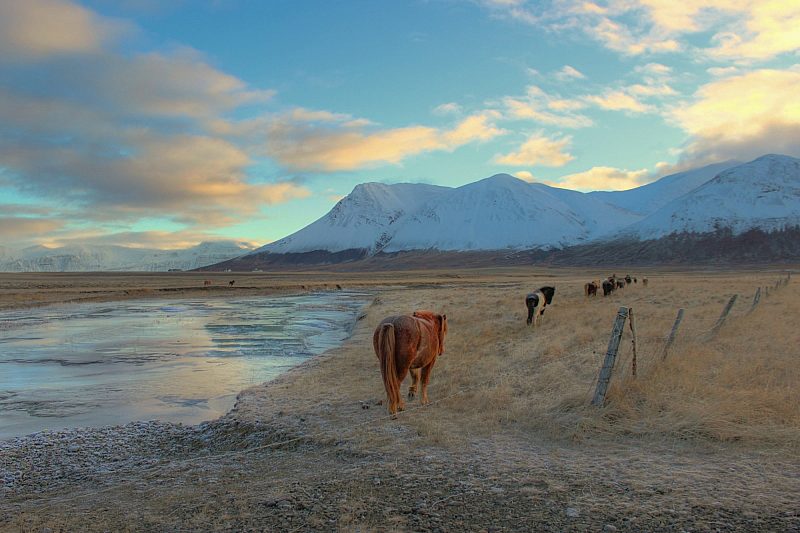 Horse walking on the mountains, Akureyri, Iceland © Andrew Maranta