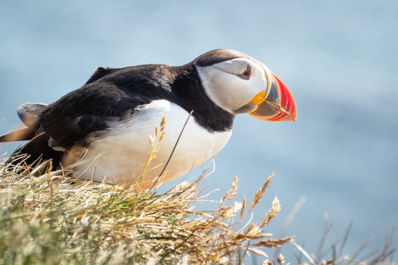 Pretty puffin on the coast in Iceland
