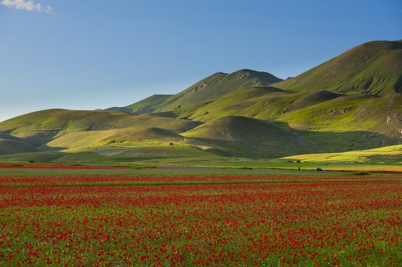 Blooming on Piano Grande di Castelluccio di Norcia