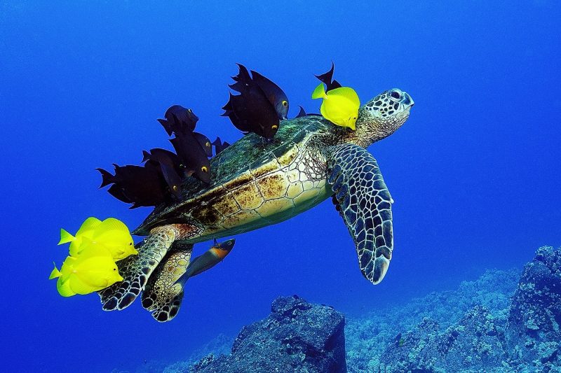 Turtle with fish on it's back