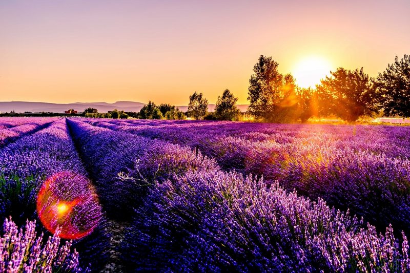 Lavender Fields Provence