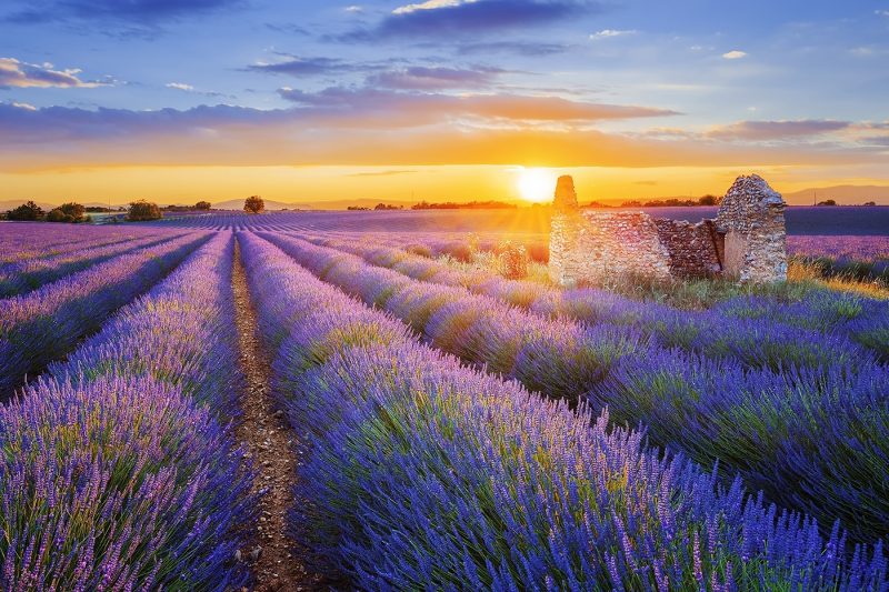 Lavender fields in Provence