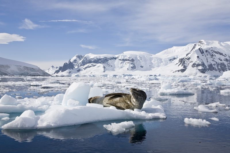 A leopard seal lying on some ice