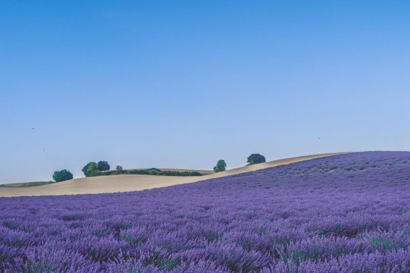 Lavender fields in Provence, south of France