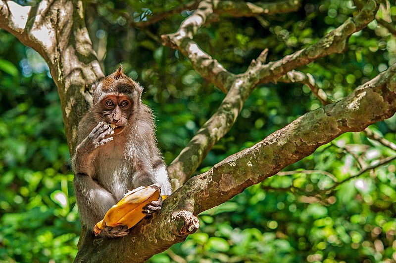 Macaque monkey