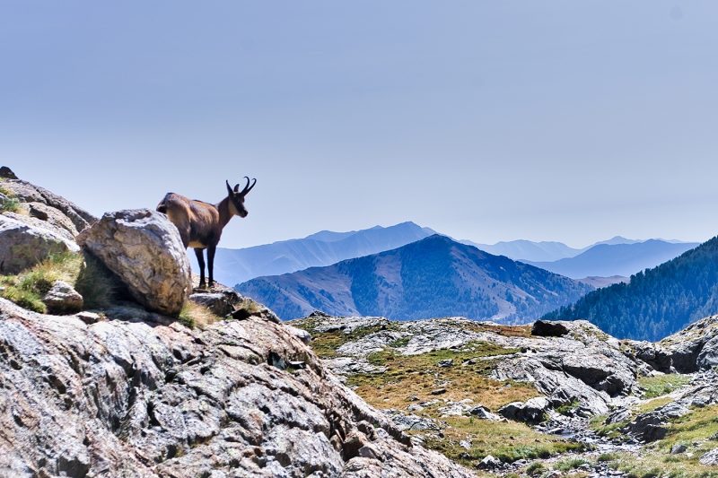 Ibex/Chamois in the national park