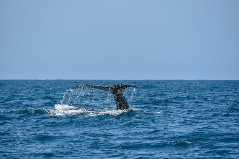 Whale breaching in Mexico